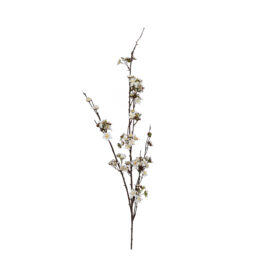 Small blossom white H 133cm